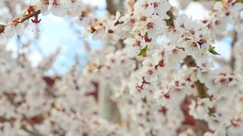 A blooming spring tree with flowers on a blue sky background Stock Footage 310074999