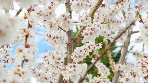 A blooming spring tree with flowers on a blue sky background Stock Footage 310075007