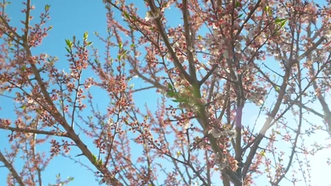A blooming spring tree with flowers on a blue sky background Stock Footage 310075194