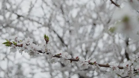 A blooming spring tree Stock Footage 272775789