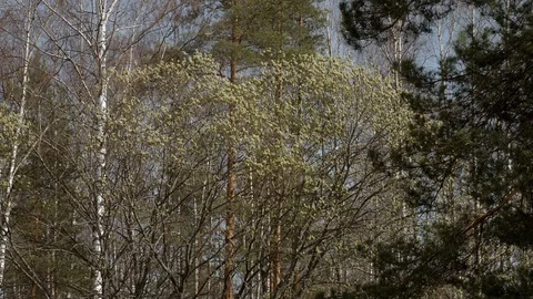 Blooming spring tree in the forest. Stock Footage 128221493