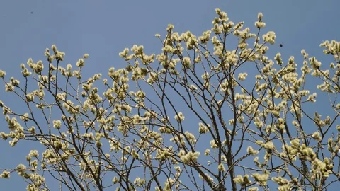 Blooming spring tree in the forest. Stock Footage 128221539
