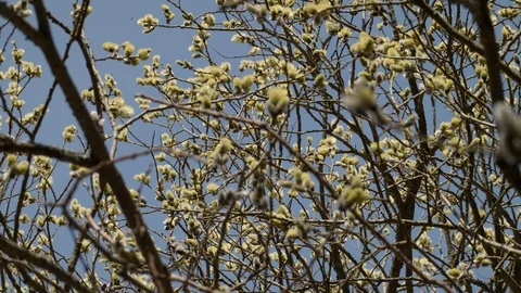 Blooming spring tree in the forest. Stock Footage 128221550