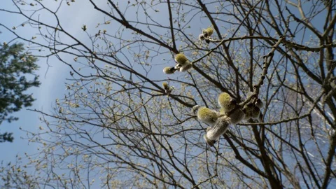 Blooming spring tree in the forest. Stock Footage 128221568