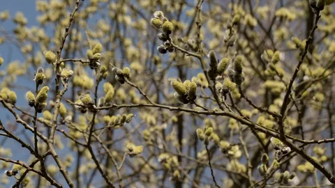 Blooming spring tree in the forest. Stock Footage 128221577