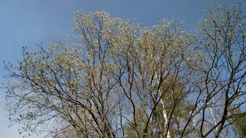 Blooming spring tree in the forest. Stockbeeldmateriaal 128221722