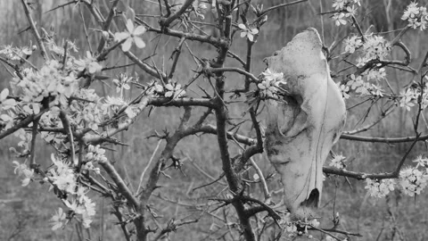 Blooming spring tree with a hanging dog skull on it, in the forest, in black Vídeos de archivo 270976014