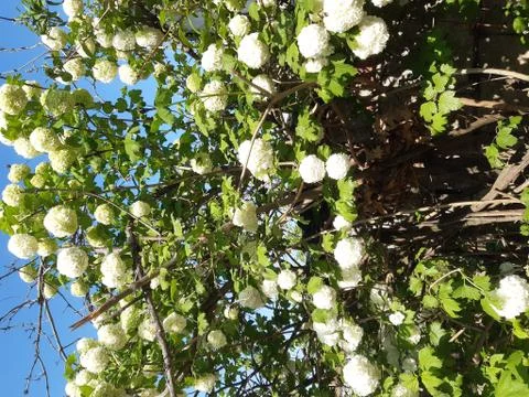 Blooming Spring Tree Stock Photos