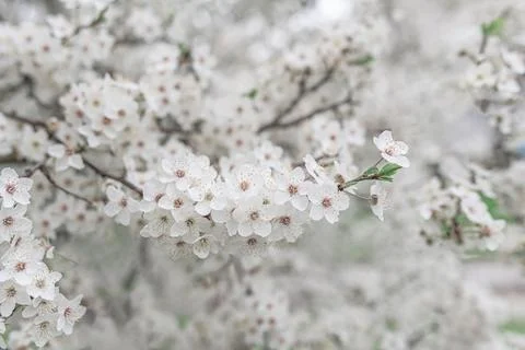 Blooming spring tree. Stock Photos