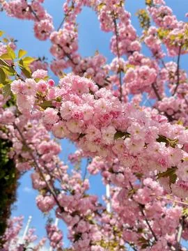 Blooming spring tree Stock Photos