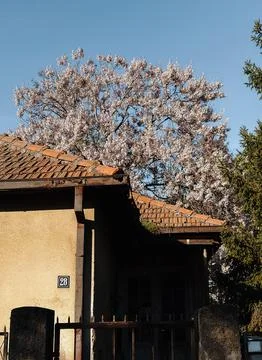 Blooming spring tree rises above tiled rooftop under clear blue sky. Quiet re Fotos Stock