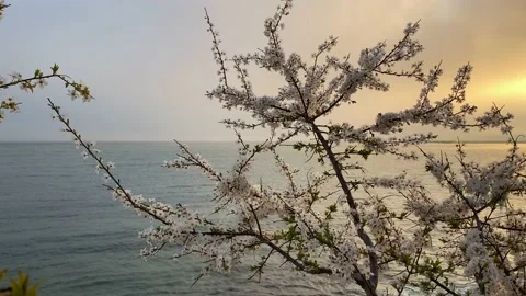 Blooming spring tree with sea views in spring Stock Footage 176017768