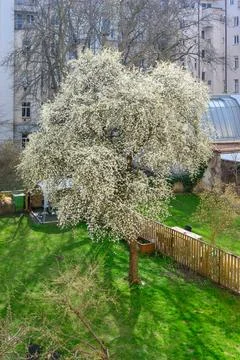 Blooming spring tree in urban backyard Stock Photos