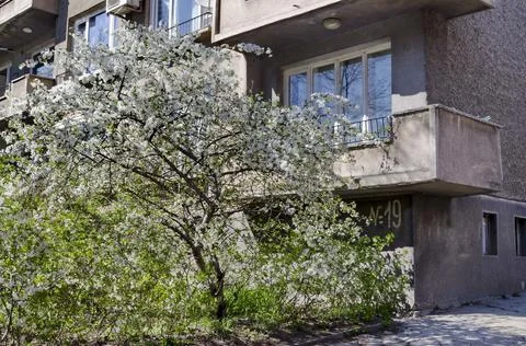 Blooming spring trees against the background of a residential area Stock Photos