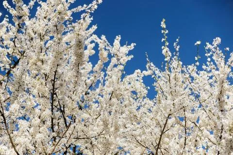 Blooming spring trees against a dark blue sky. Lush white branches of a cherry Stock Photos