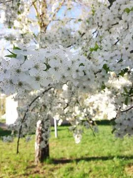 Blooming spring trees, apple and cherry flowers, white tree flowers, bright sun. Stock Photos