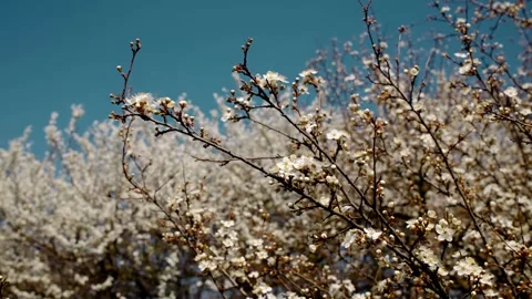Blooming spring trees full of white flowers against a clear blue sky Stock Footage 316614649
