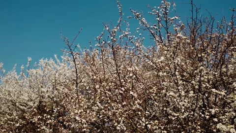 Blooming spring trees full of white flowers against a clear blue sky Stock Footage 316615507