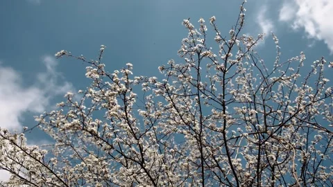 Blooming spring trees full of white flowers against a clear blue sky Stock Footage 316616174