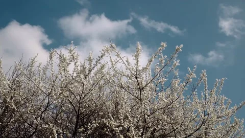 Blooming spring trees full of white flowers against a clear blue sky Stock Footage 316617141