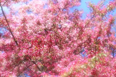 Blooming spring trees Stock Photos