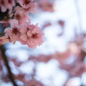 Blooming spring trees Stock Photos