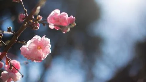 Blooming spring trees Stock-Fotos