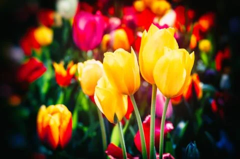 Blooming spring tulips Foto stock