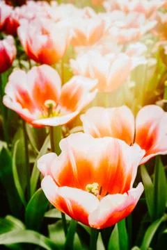 Blooming spring tulips Stock Photos