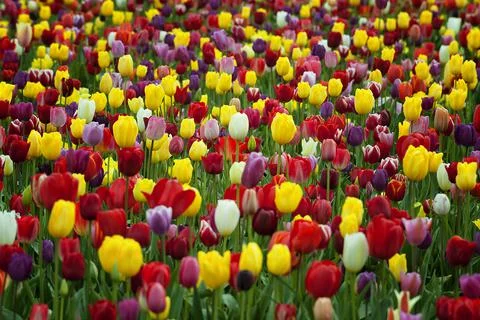 Blooming Spring Tulips Stock Photos