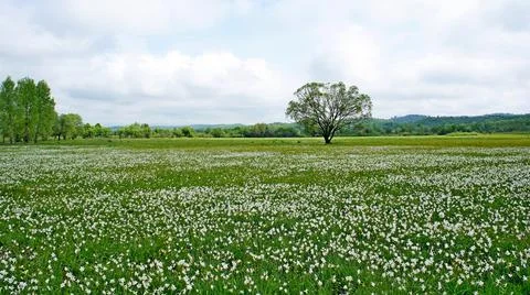 Blooming spring valley of daffodils and a solitary tree Stock Photos