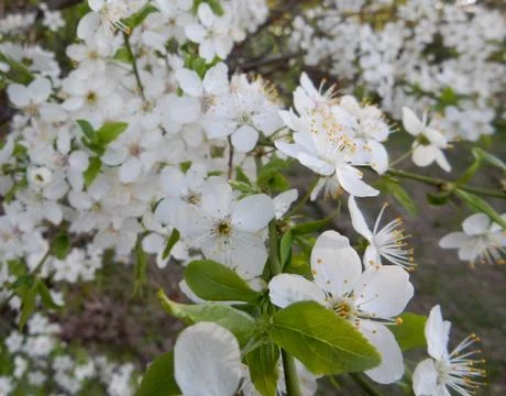 Blooming spring white cherry on a blurry background of an abandoned garden Stock Photos
