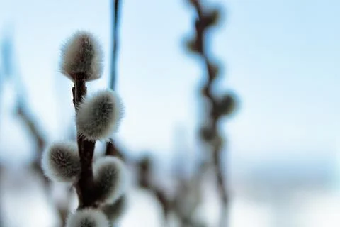 Blooming spring willow. Stock Photos