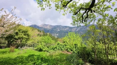 Blooming springtime field of daisies with mountain view Video stock 309323418