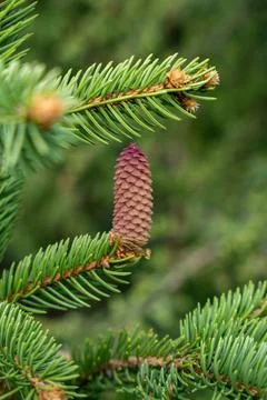 Blooming spruce tree branches with red cones Stock Photos