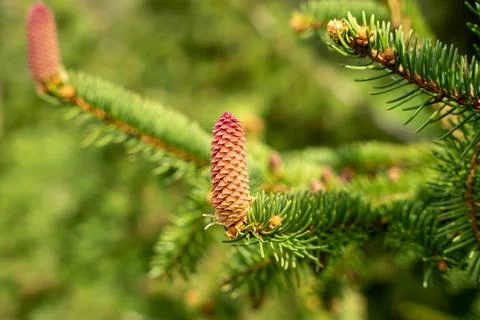 Blooming spruce tree branches with red cones Stock Photos