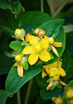 Blooming St John's Wort Stock-Fotos