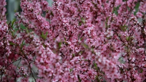 Blooming steppe almonds on the background of passing cars FullHD H264 Video stock 130835890