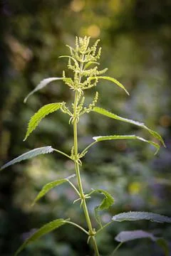 Blooming stinging nettle in backlight Foto stock