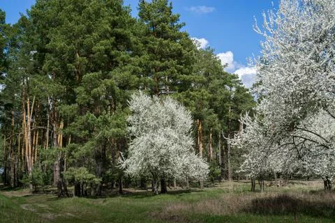 Blooming stone fruit trees in the spring forest. Wild plum and wild cherry. Fotos de archivo