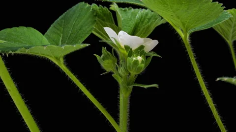 Blooming strawberries on a black background time lapse, macro shooting, alpha Stock Footage 154247175