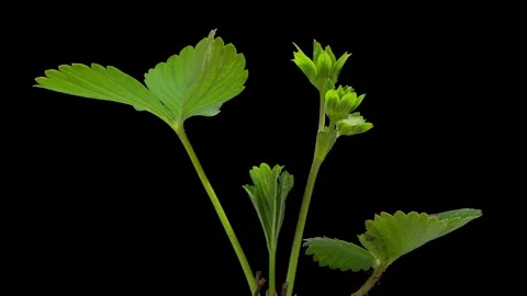 Blooming strawberries on a black background time lapse, macro shooting, 4k video Stock Footage 243289112