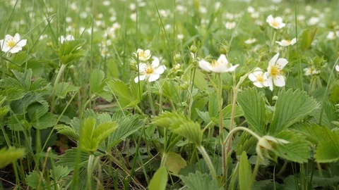 Blooming strawberries. Stock Footage 108168966