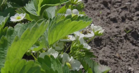 Blooming strawberries . Stock Footage 131310512