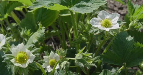 Blooming strawberries . Stock Footage 131310530
