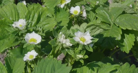 Blooming strawberries . Video stock 131310630
