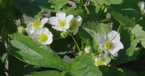 Blooming strawberries . Stock Footage 131310679
