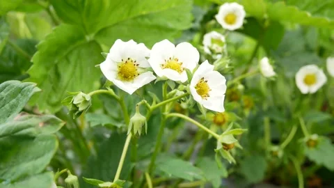 Blooming strawberries in the garden Stock Footage 185579271