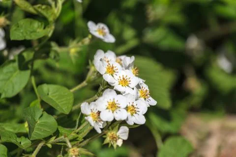 Blooming strawberries 写真素材