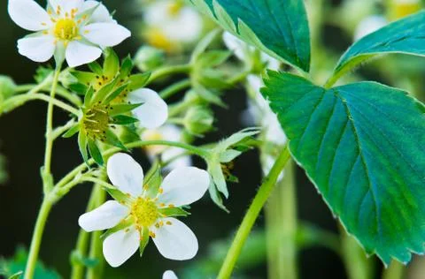Blooming strawberries Stock Photos